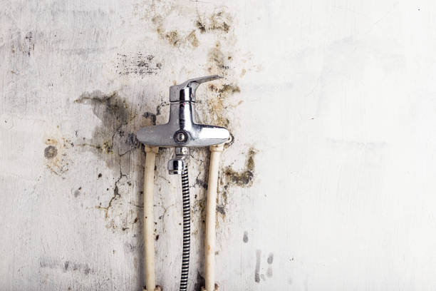 Best Local Mold Removal Service  in Campbellsport, WI