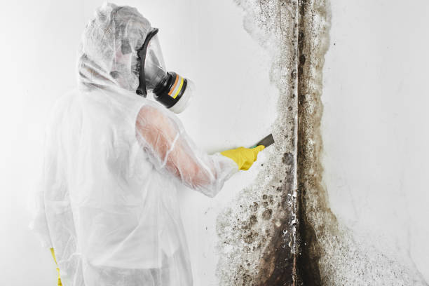 Best Mold Damage Repair  in Campbellsport, WI