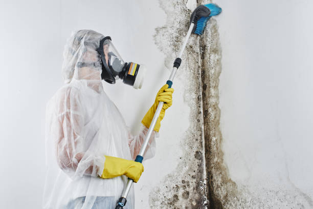 Best Professional Mold Removal  in Campbellsport, WI