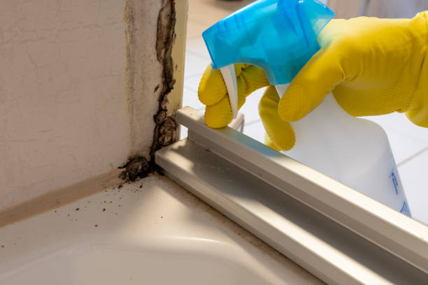 Best Commercial Mold Removal  in Campbellsport, WI