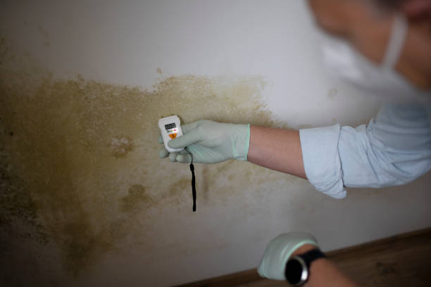 Best Mold Cleaning Services  in Campbellsport, WI