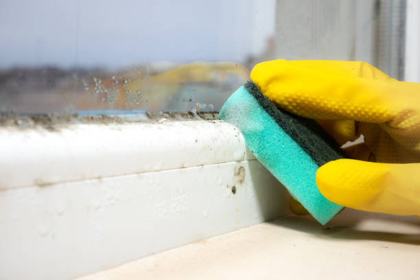 Mold Removal and Inspection in Campbellsport, WI