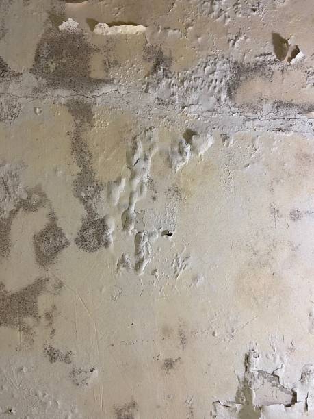 Best Mold Removal and Inspection  in Campbellsport, WI