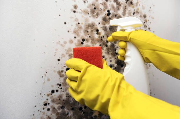 Best Mold Remediation  in Campbellsport, WI