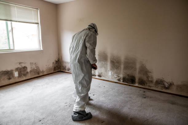 Professional Mold Removal in Campbellsport, WI