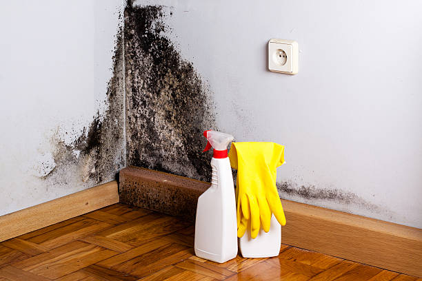 Best Toxic Mold Removal  in Campbellsport, WI