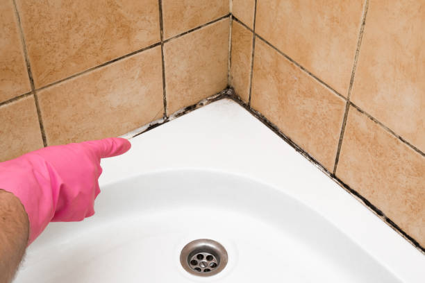 Mold Removal Process in Campbellsport, WI